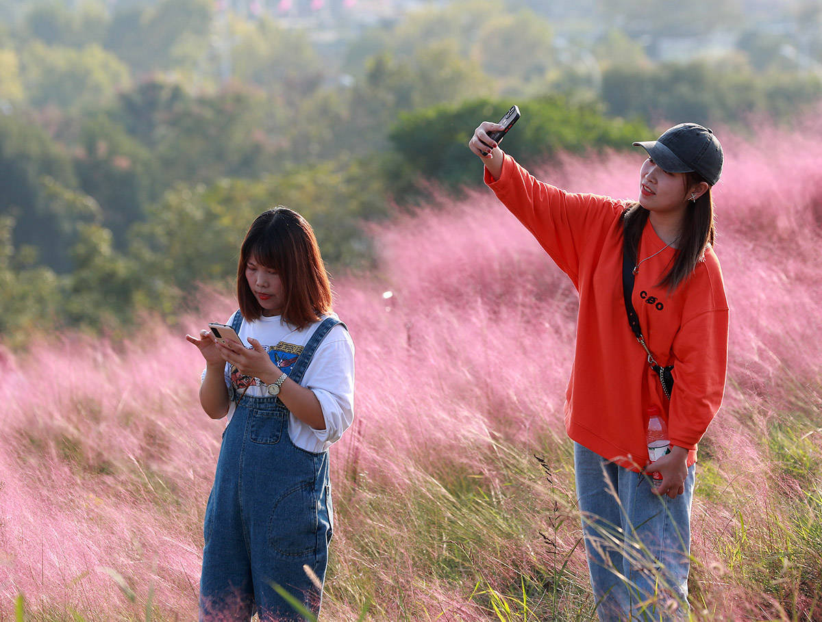 武汉粉黛花海尽显秋韵 游客沉浸粉色海洋不愿离去