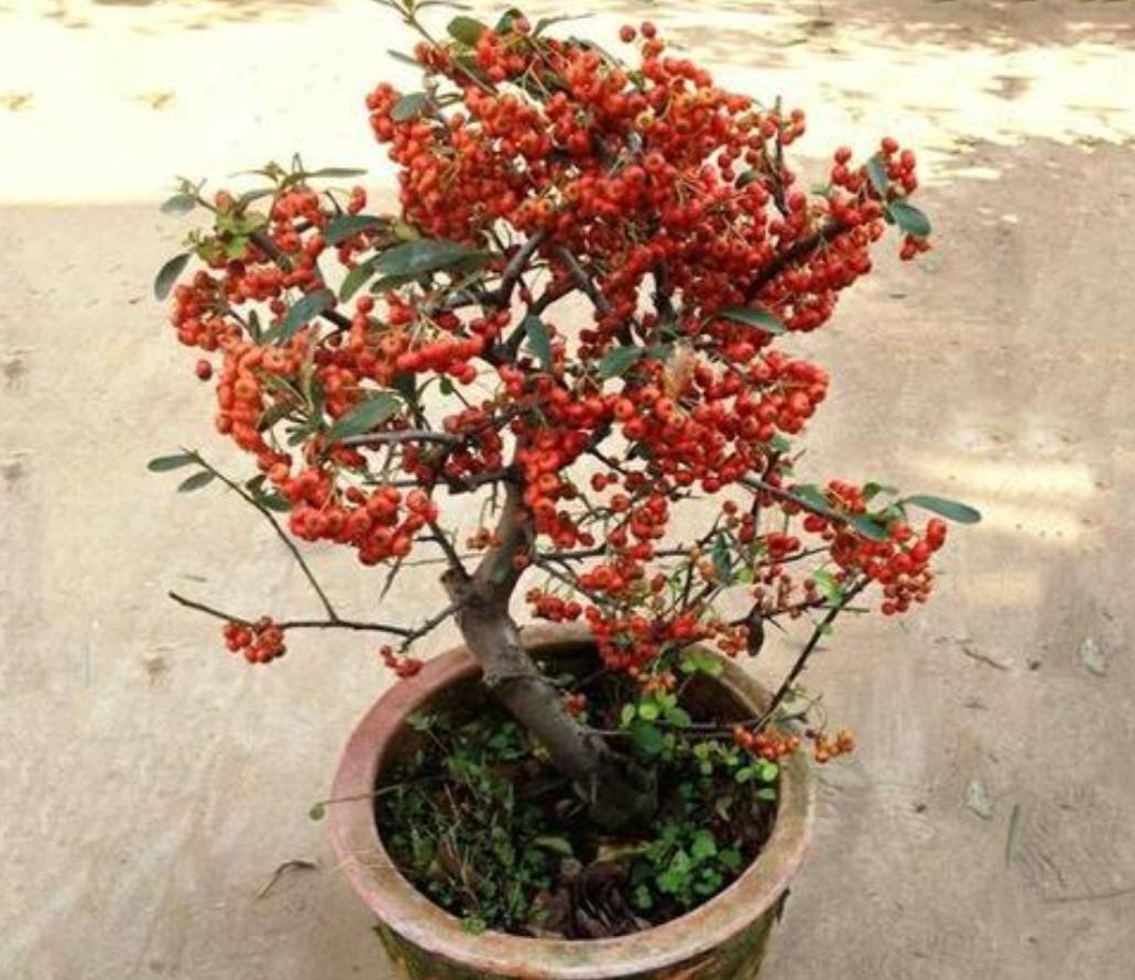 火棘盆景秋天果实成熟红彤彤挂满枝头漂亮又喜庆