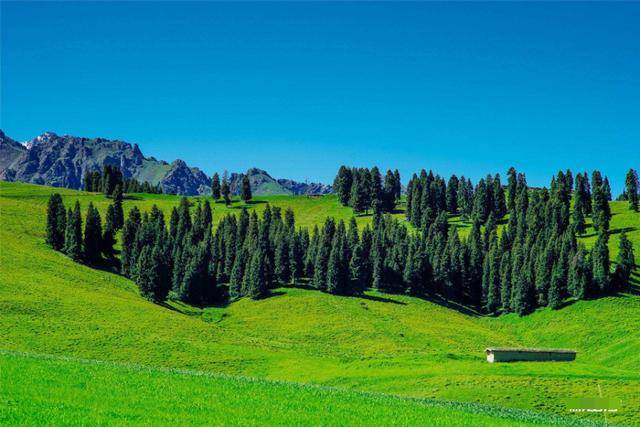 原创戊辰己巳不一样的大林木