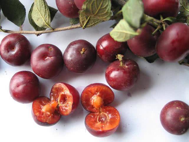 在如今社会,这种野果也还是有一定市场的,毕竟它也有较高的营养价值