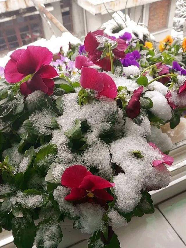 这些花好看"不怕冷",比人抗冻,冰天雪地"花更浓