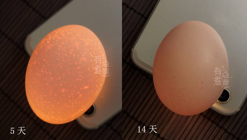 野鸡蛋孵化过程照蛋图图片