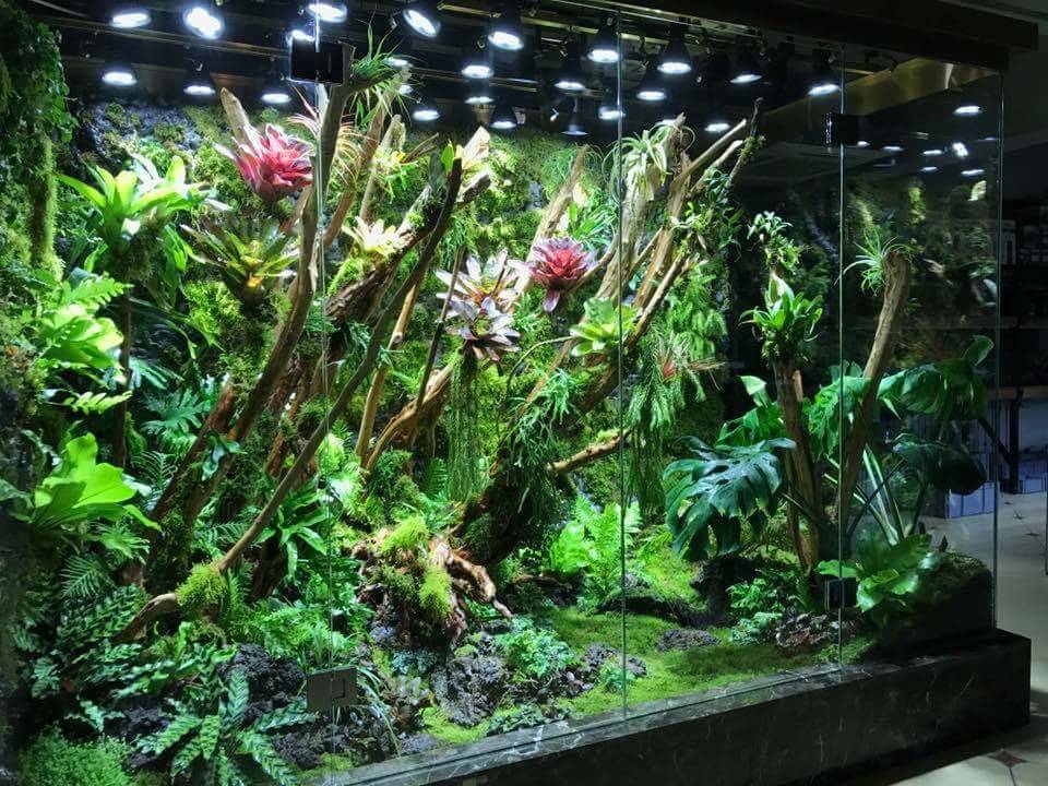 哈尔滨生态雨林缸