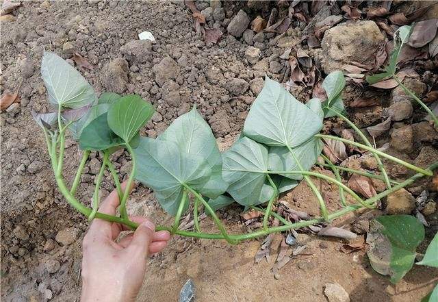 溫度要適宜,它的適宜生長溫度是二十二到三十攝氏度,溫度太低會停止