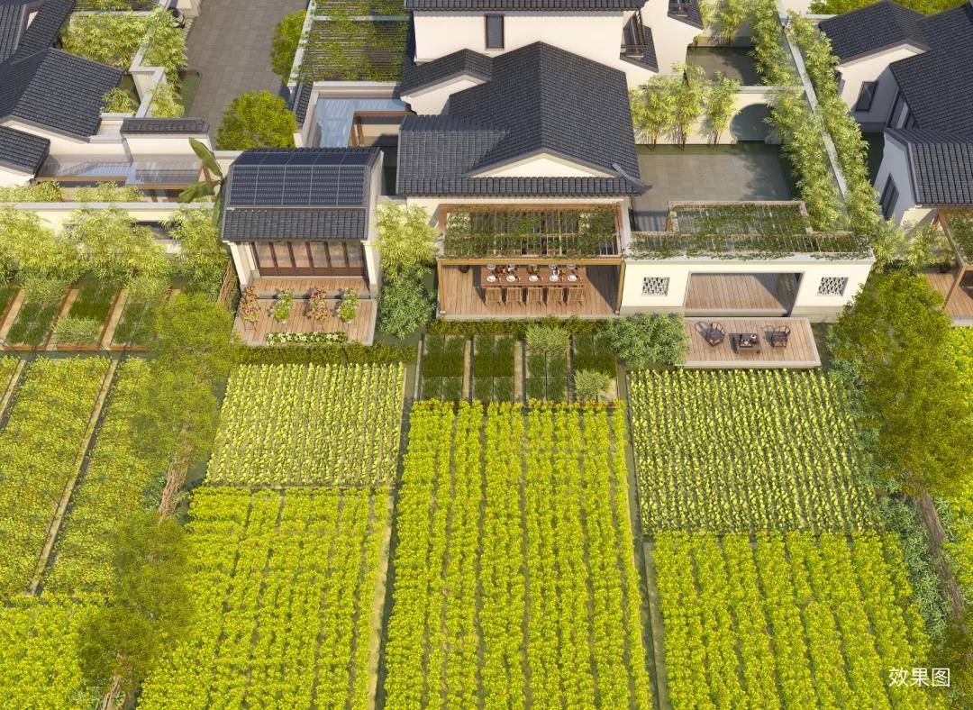 蓝城农业模式不是去乡下租几亩土地,盖两间民宿,种几棵菜,养几头猪,也