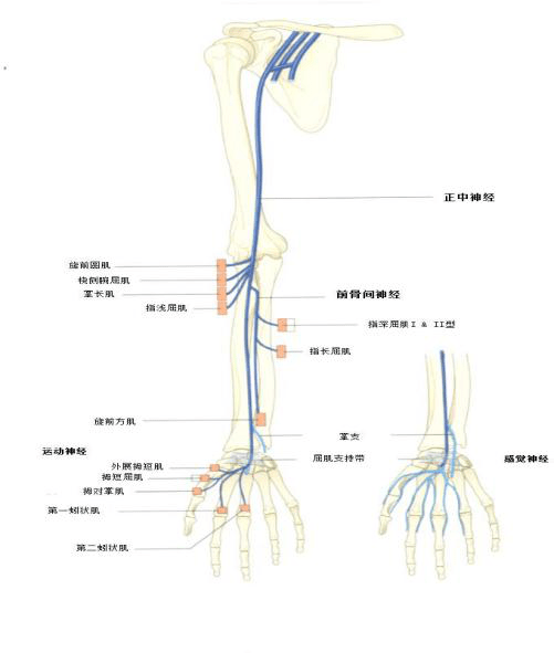 物理治疗师知晓的臂丛神经解剖及损伤表现