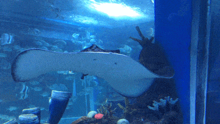 请宁德人免费游历海洋世界一年一次的福利也来咯