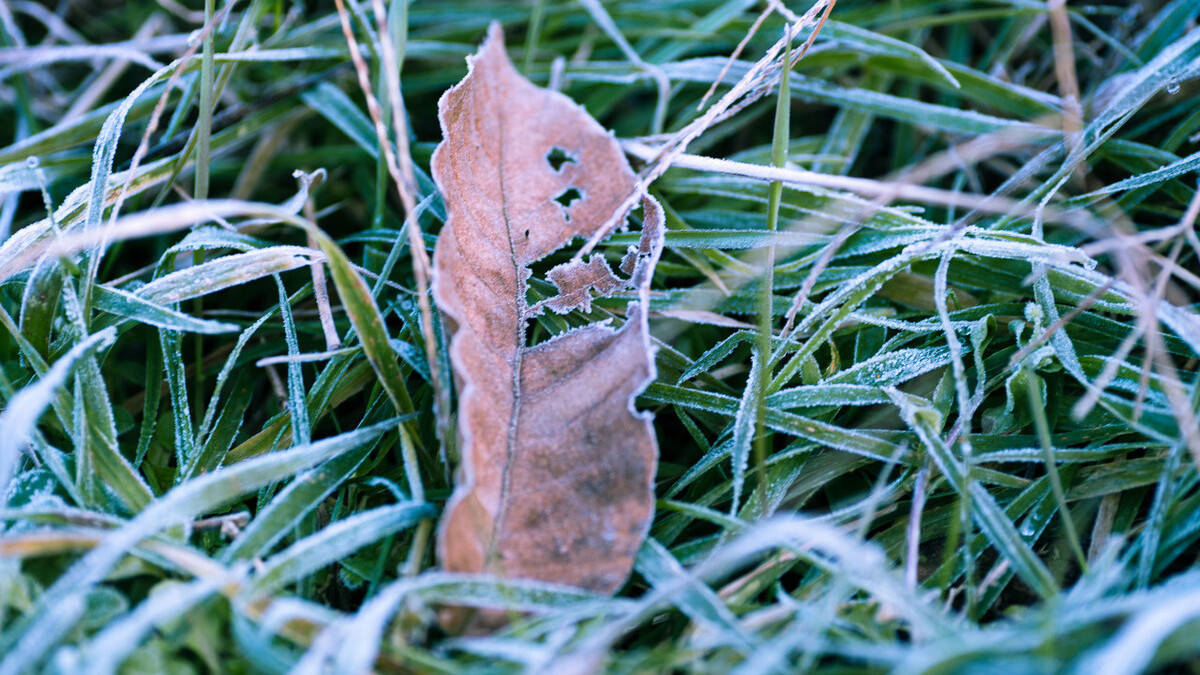 霜降将至,农村俗语"一朝有霜晴不久,三朝有霜天晴久"啥意思?_天气