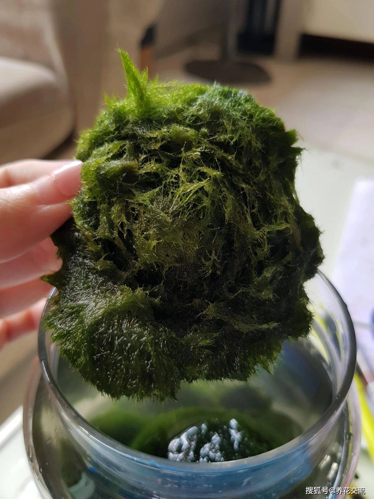 室内海藻球新手养护指南,这种水生植物为啥很容易养死?
