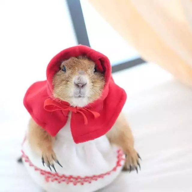 土拨鼠穿上衣服更起范儿,超爱变装游戏,又骗我们养老鼠