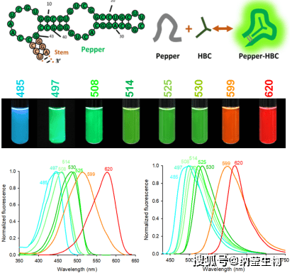 Rna Color Pepper荧光RNA技术:活细胞RNA实时成像的理想工具-搜狐大视野-搜狐新闻