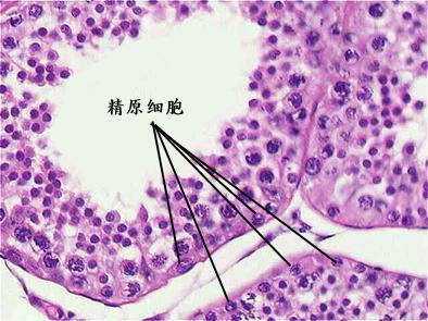 精原细胞图示图片