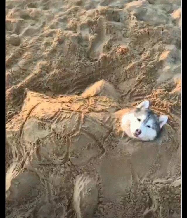 原创哈士奇被主人埋在了沙子里还弄出了乌龟形状狗你是在骂我吗