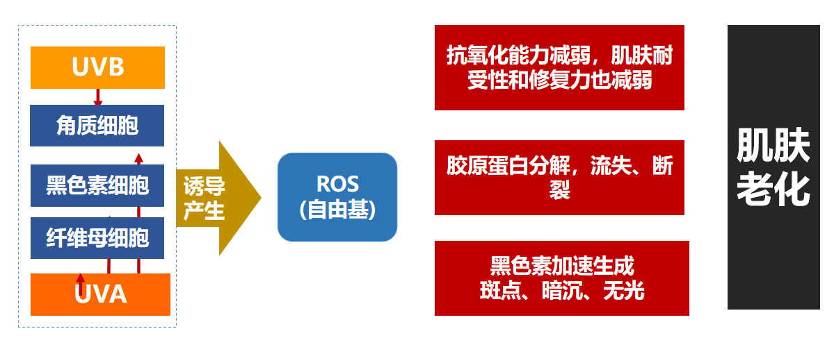 伊的家分享:自由基对皮肤的危害有多大