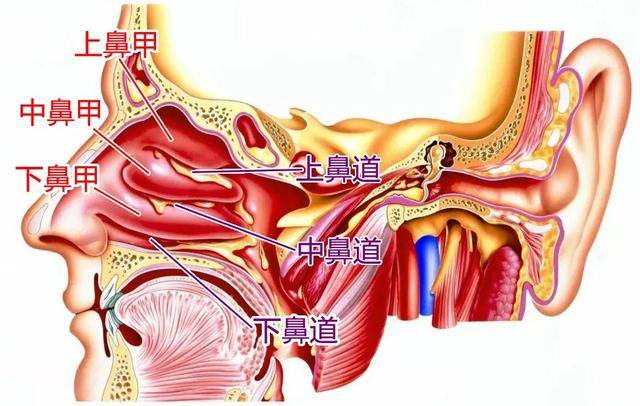 鼻子内部组织结构图图片