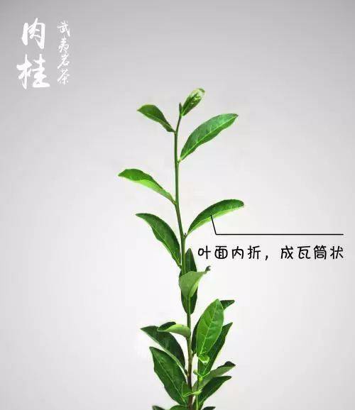 武夷岩茶肉桂