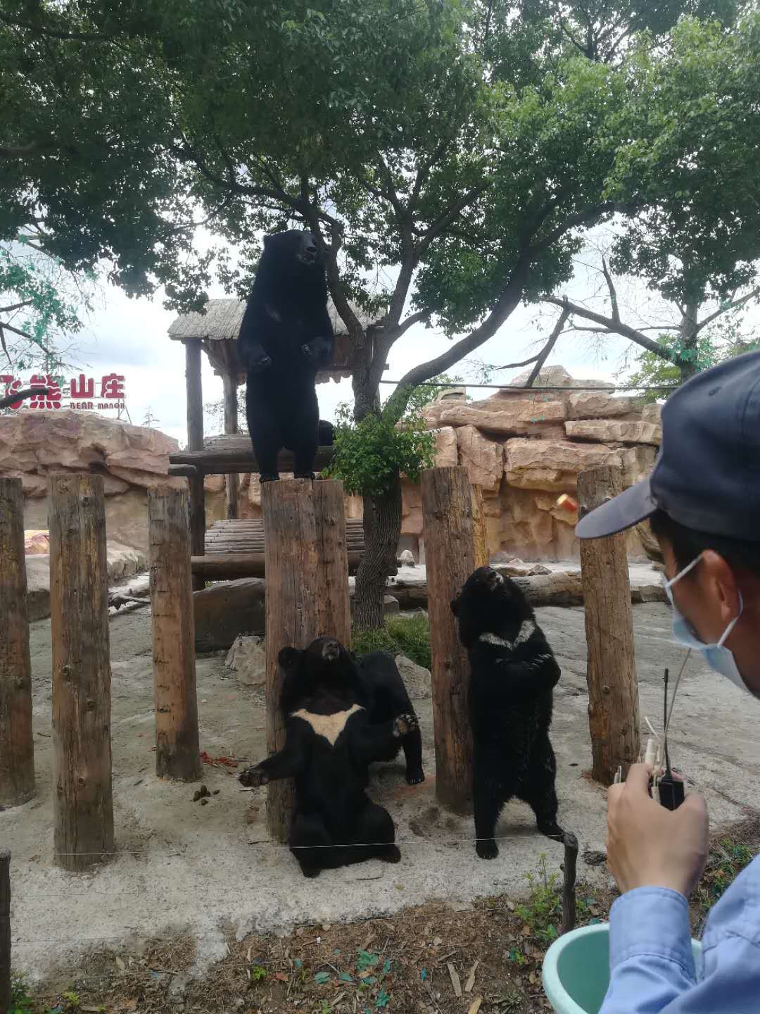 上海野生動物園黑熊傷人教訓:熊還是被低估,人的能力被嚴重高估