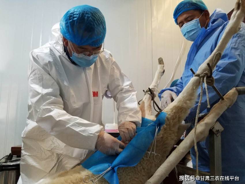 省绵羊繁育技术推广站举行现代畜牧业发展抓点示范项目胚胎移植技术