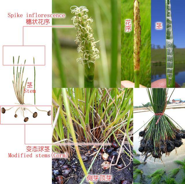 地下党大剖解从泮塘五秀江南水八仙到荸荠