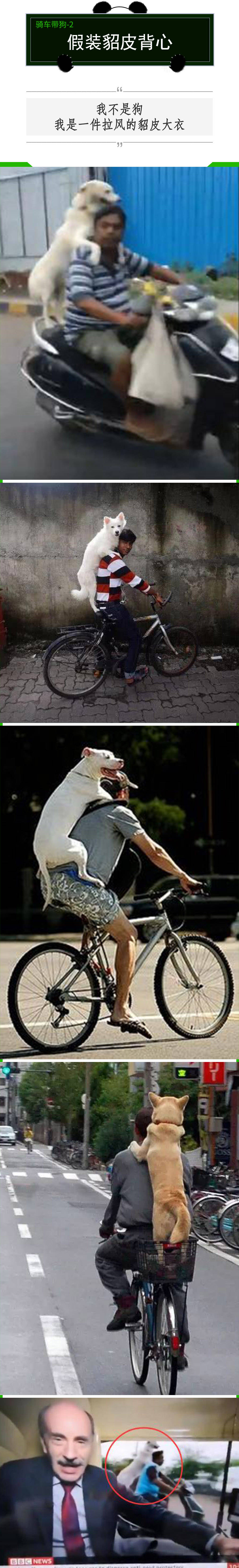骑车带狗的你想过没有?