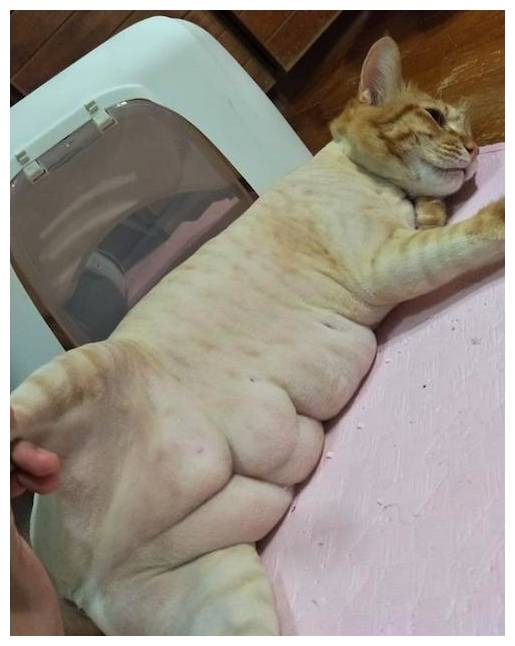 原创猫咪凭本事长了一身肉主人帮它修理毛发一探究竟腹肌比我还多