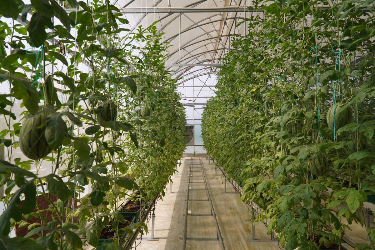 立体栽培的西瓜(央广网记者 官文清摄)说起一年多前的那次培训,在见识