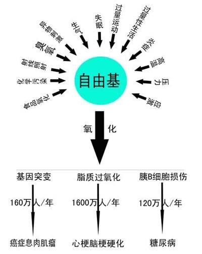 快速催化人体自由基发生歧化反应,当它与有害自由基﹙如超氧阴离子