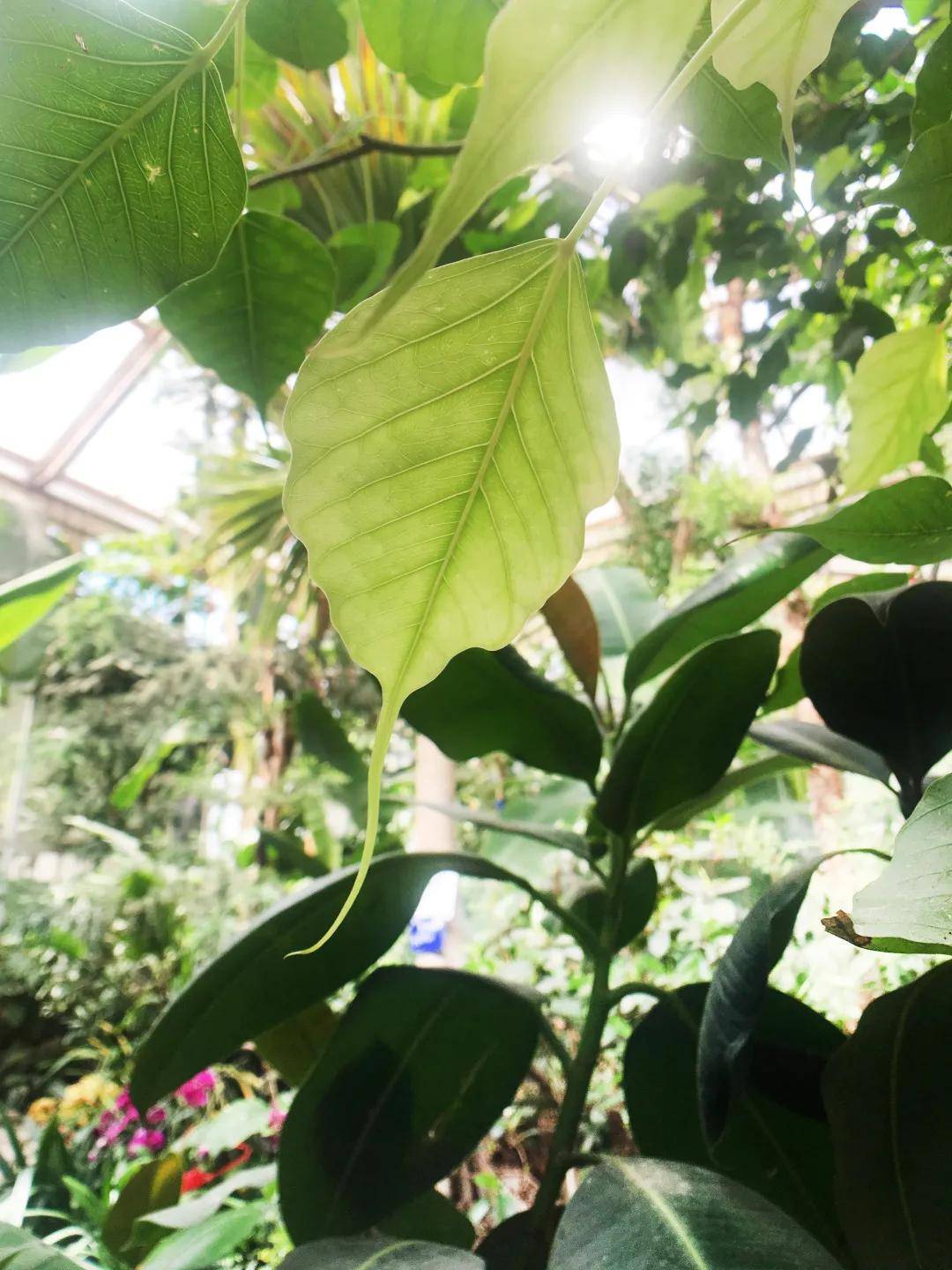 菩提树的滴水叶尖(供图/明冠华)