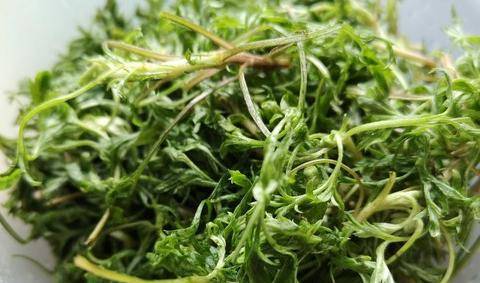日本每天都在吃的"长寿菜",我国产量大却没人吃,含钙超过牛奶_野菜