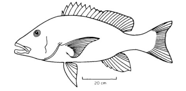 魚的生物學名和分類讓科學助力釣魚