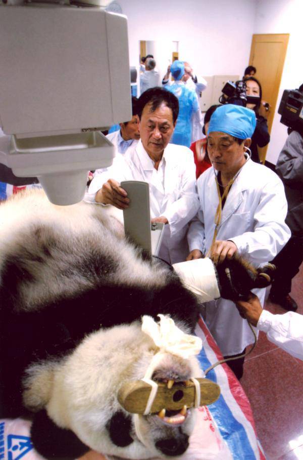 熊猫巴斯标本图片