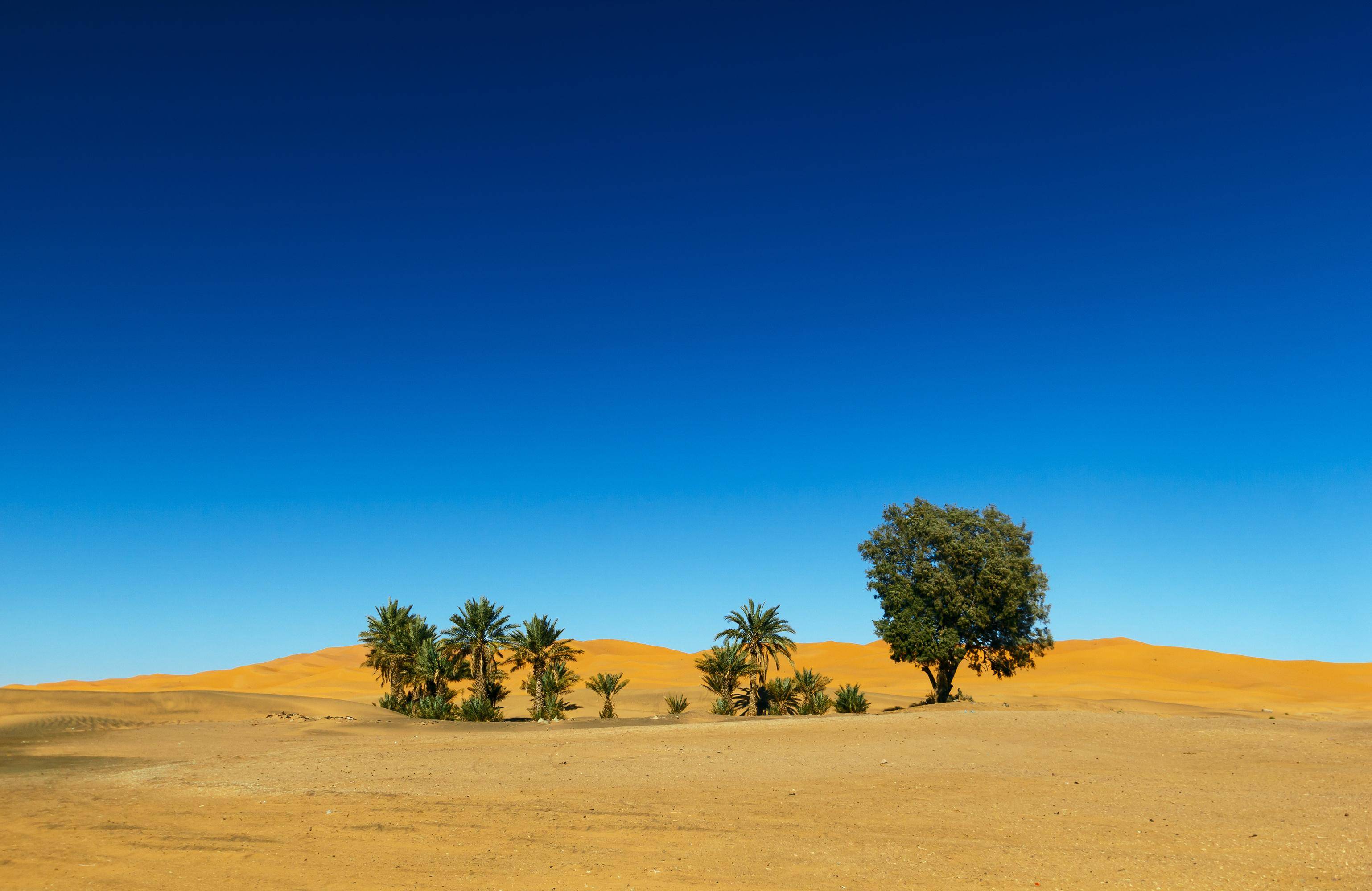 研究表明:仅撒哈拉沙漠就有18亿棵树!