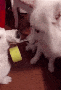 被我骂了之后它们就不敢再来玩了,这次不知道怎么了又开始撕起我的