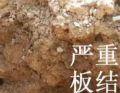如何让板结的土壤疏松透气