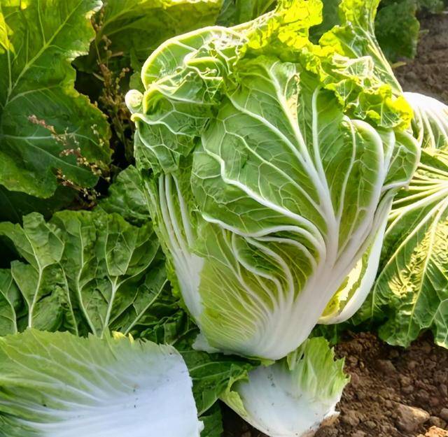 大白菜乃"菜中之王"的美名,更有"冬日白菜美如笋"的说法_手机搜狐网