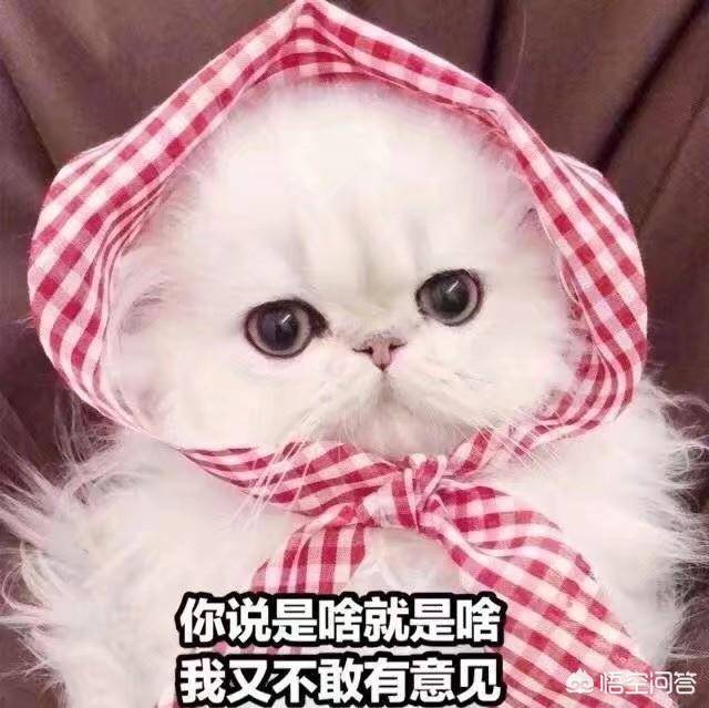 一分钟搞笑段子剧本（抖音一分钟搞笑剧本）