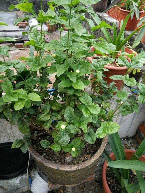 原创养了三年的茉莉花,不开花全是枝,建议你多晒晒太阳会好起来
