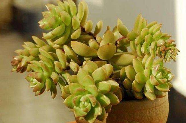 其中多肉植物深受花友们的喜爱,今天小编就给大家分享一种多肉"黄丽"