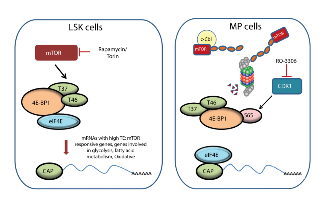 科学网—文献阅读大赛05 | cell stem cell:"全能"造血干/祖细胞之