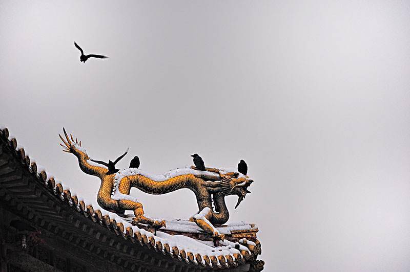 故宫屋顶不落鸟?这是真的吗?只是传言