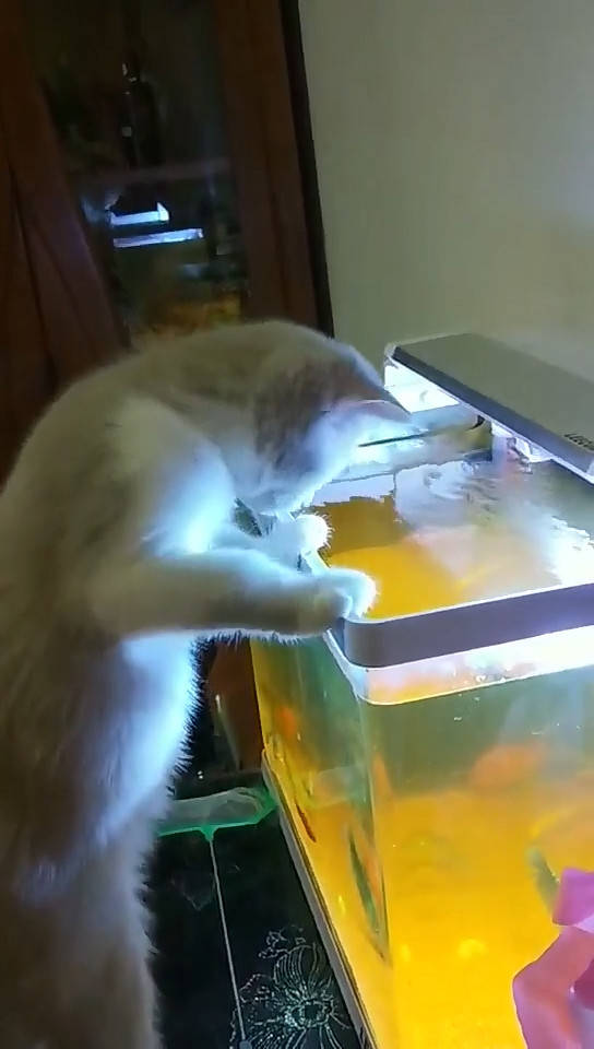 猫咪想使下劲捞鱼吃,不料却跳进了鱼缸里,这下真成落水猫了_手机搜狐