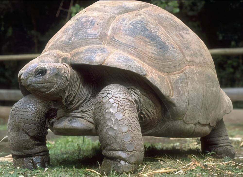 全世界最长寿的乌龟,从清朝活到了现在!