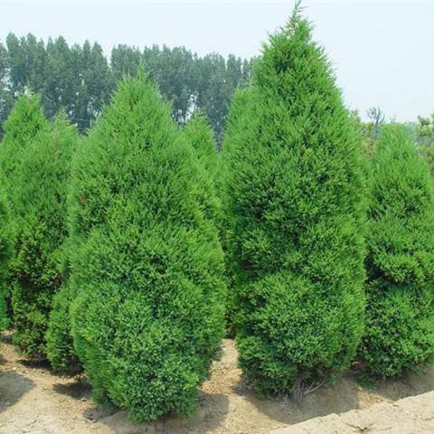 园林绿化中被用作高速公路隔离带的植物有哪些呢