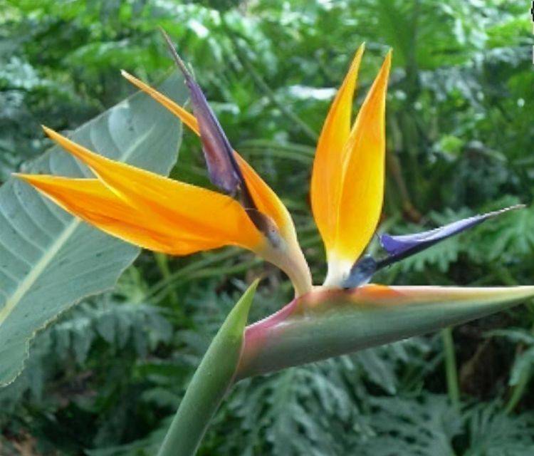 鹤望兰|生肖猴的守护花鹤望兰是花卉植物的种类里面比较"高贵"的一种