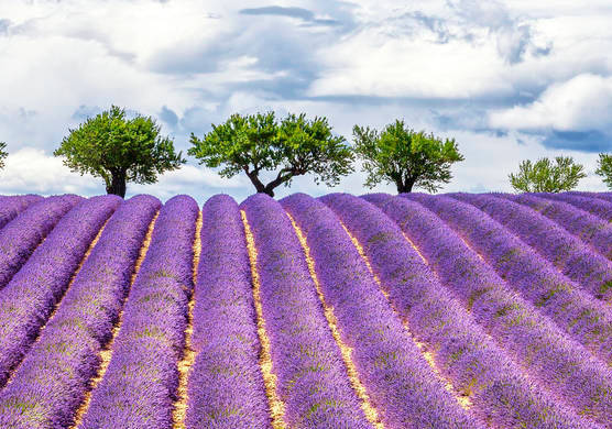 人生就像蒲公英,看似自由,却身不由己
