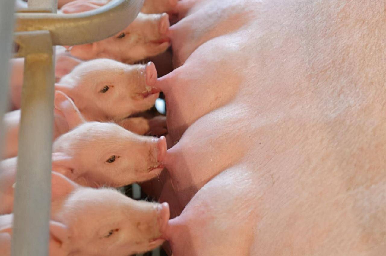 养猪人的一个习惯,决定了小猪的生长差距