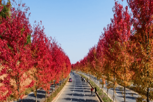 湖南益阳枫叶大道色彩斑斓宛若童话世界