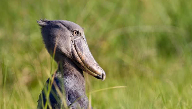 鲸头鹳以呆萌著称却是鳄鱼天敌,鳄鱼看到转头就跑_生命