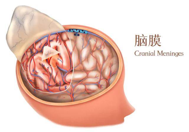 当有人骂你脑壳里头是不是有水都给我这样怼回去