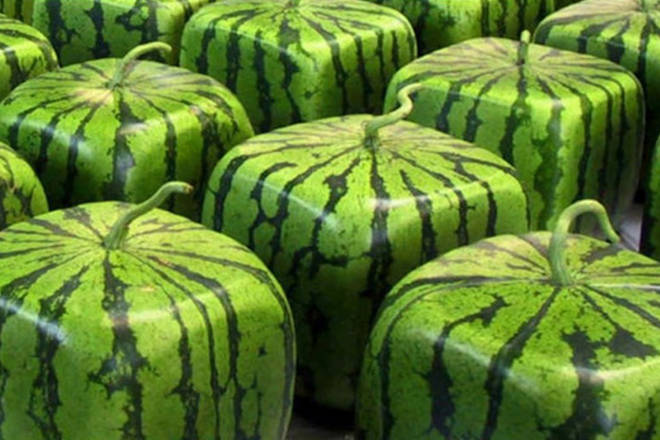 农业大神种出11种洋西瓜汁水多味道美吃货有福了
